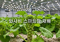 스마트팜 와사비, 연 1.5억 원 고수익 비결과 재배 방법 스마트팜 와사비, 연 1.5억 원 고수익 비결과 재배 방법